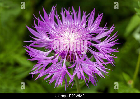 Centaurea dealbata, Persische Cornflower Plant, Pink, Flower, Inflorescence, Blühen Stockfoto