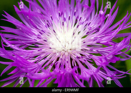 Centaurea dealbata, Persian Cornflower rosa Nahaufnahme Blume Stockfoto