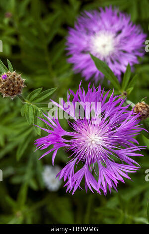 Centaurea Dealbata, persische Kornblume Stockfoto