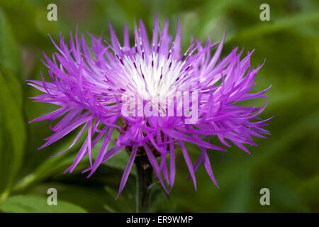 Centaurea dealbata, Persian Cornflower rosa Nahaufnahme Blume Stockfoto