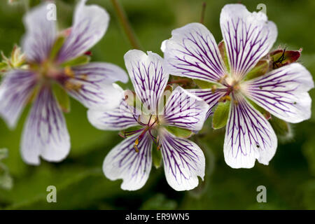 Geranium renardii Stockfoto