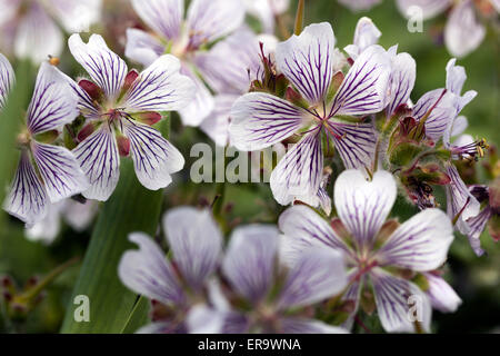 Geranium renardii Stockfoto