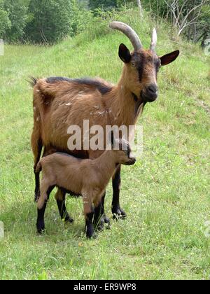 Ziege &amp; Kind Stockfoto