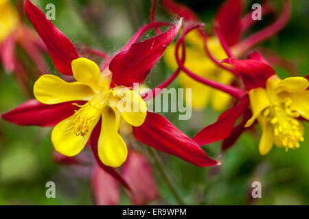 Columbine Aquilegia 'Tequila Sunrise' rot gelbe Blüten Stockfoto