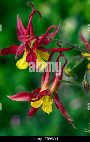 Akelei Aquilegia 'Tequila Sunrise' rot gelbe Blume Stockfoto