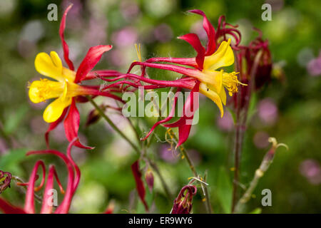 Akelei Aquilegia 'Tequila Sunrise' rot gelbe Blume Stockfoto