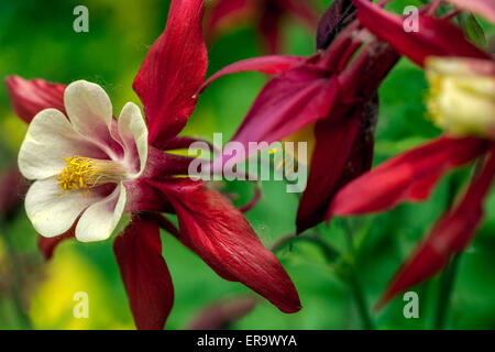 Grannys Motorhaube Rot Akelei Aquilegia vulgaris Nahaufnahme Blume Stockfoto