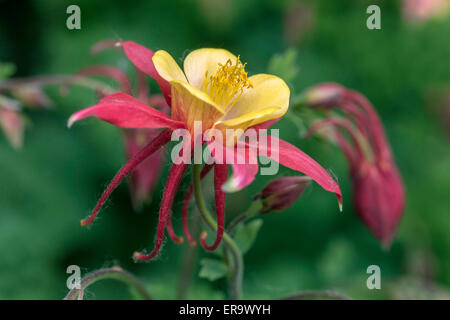 Oma s Motorhaube Akelei Aquilegia vulgaris Stockfoto