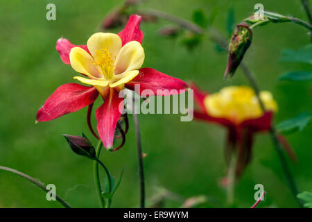 Oma s Motorhaube Akelei Aquilegia vulgaris Stockfoto