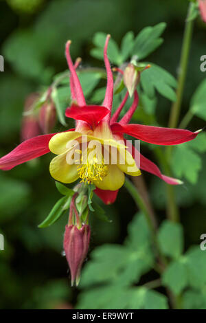 Oma s Motorhaube Akelei Aquilegia vulgaris Stockfoto