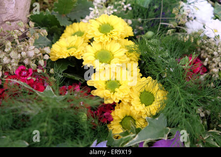 Blumen auf Floraart, 50 Internationale Gartenschau in Zagreb, Kroatien, am 27. Mai 2015 ausgesetzt. Stockfoto