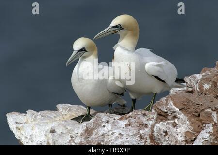 Basstölpel paar Stockfoto