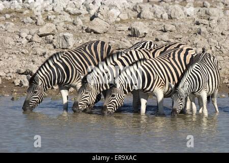 Zebras trinken Stockfoto