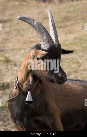 Ziege Stockfoto