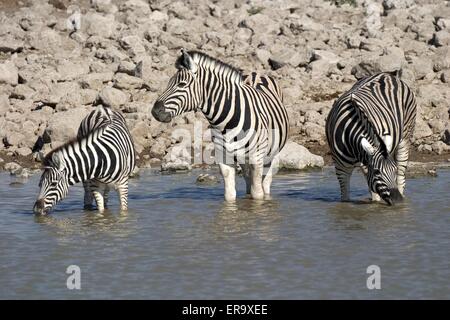 Zebras trinken Stockfoto