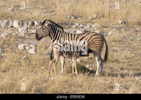 Zebra Stockfoto