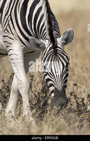 Essen zebra Stockfoto