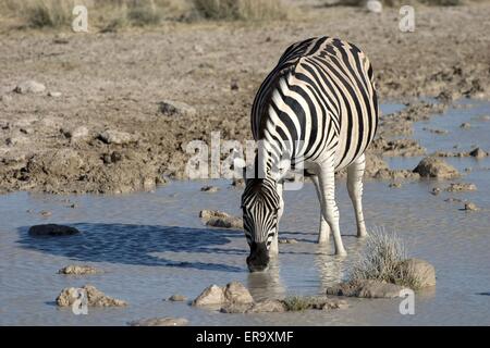 Trinken von zebra Stockfoto