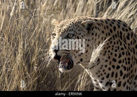 Leopard-Portrait Stockfoto