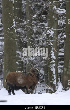 Mufflon Stockfoto