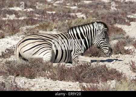 Zebra Stockfoto