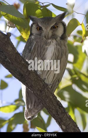 Waldohreule Stockfoto