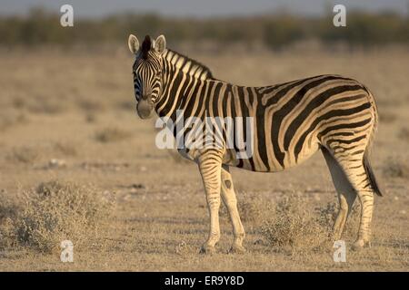 Zebra Stockfoto