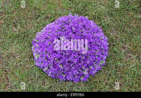 Blumen auf Floraart, 50 Internationale Gartenschau in Zagreb, Kroatien, am 27. Mai 2015 ausgesetzt. Stockfoto
