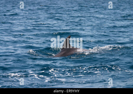 Delfin In den Golf von Oman Stockfoto