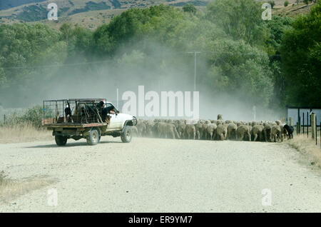 Hirte in LKW-fahren Schafe Weg, Cardrona, Central Otago, Südinsel, Neuseeland Stockfoto