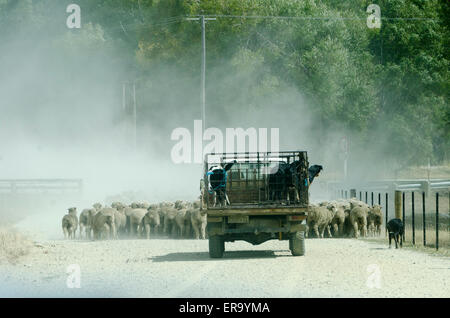 Hirte in LKW-fahren Schafe Weg, Cardrona, Central Otago, Südinsel, Neuseeland Stockfoto