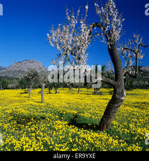 Mandelblüte im Frühjahr, in der Nähe von Soller, Mallorca, Balearen, Spanien, Europa Stockfoto