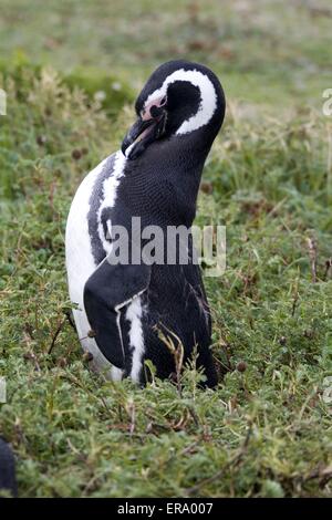 Magellanic Penguin Stockfoto