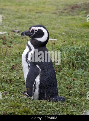 Magellanic Penguin Stockfoto