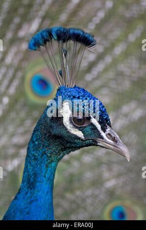Pfau Stockfoto