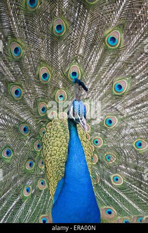 Pfau Stockfoto