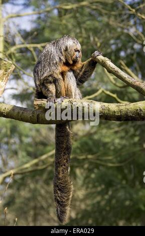 White-faced saki Stockfoto