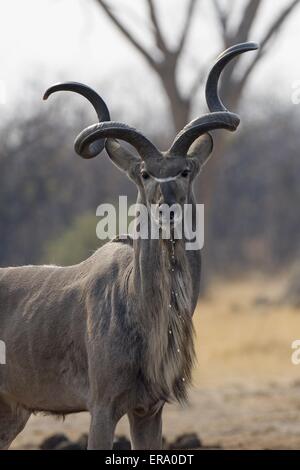 große Kudu Stockfoto