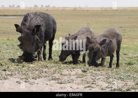 Warze hog Stockfoto