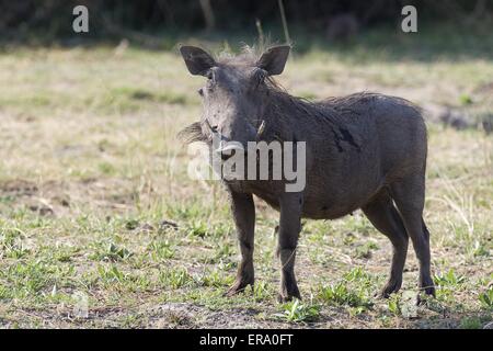 Warze hog Stockfoto