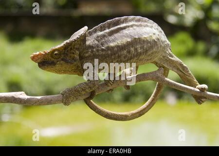 Parsons Chamäleon Stockfoto
