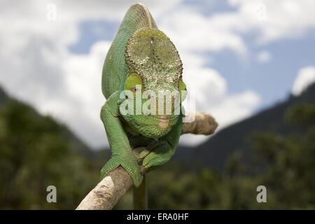 Parsons Chamäleon Stockfoto