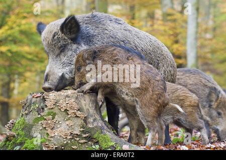 Wildschwein Stockfoto