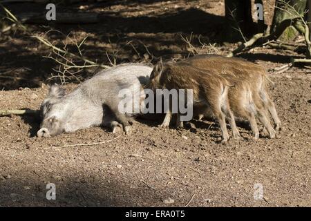 Wildschwein Stockfoto