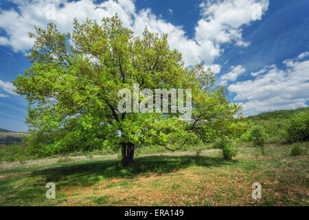 Sonnenuntergang Landschaft. Einsamer Baum im Sommer. Krimberge Stockfoto