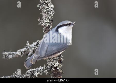 Eurasischen Kleiber Stockfoto