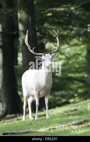 Damhirsch Stockfoto