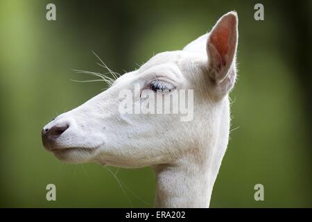 Damhirsch Stockfoto