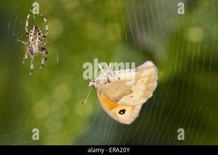 Zwei Garten Spinnen Araneus Diadematus oder Diadem Spider auch genannt
