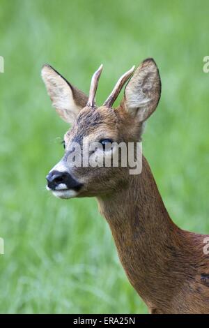 Rehe Stockfoto